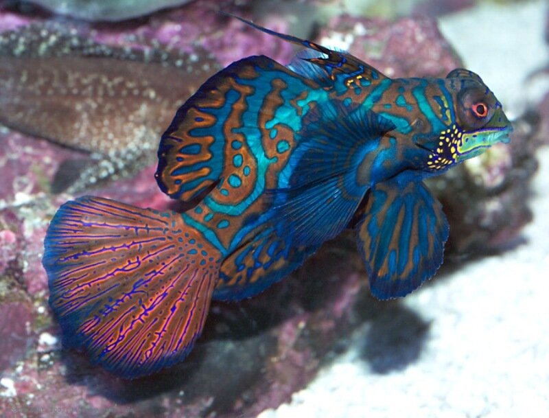 Mandarin Dragonet Fish — Blue, Vibrant