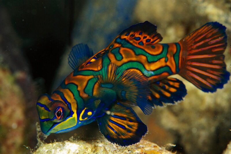 Mandarin Dragonet Fish