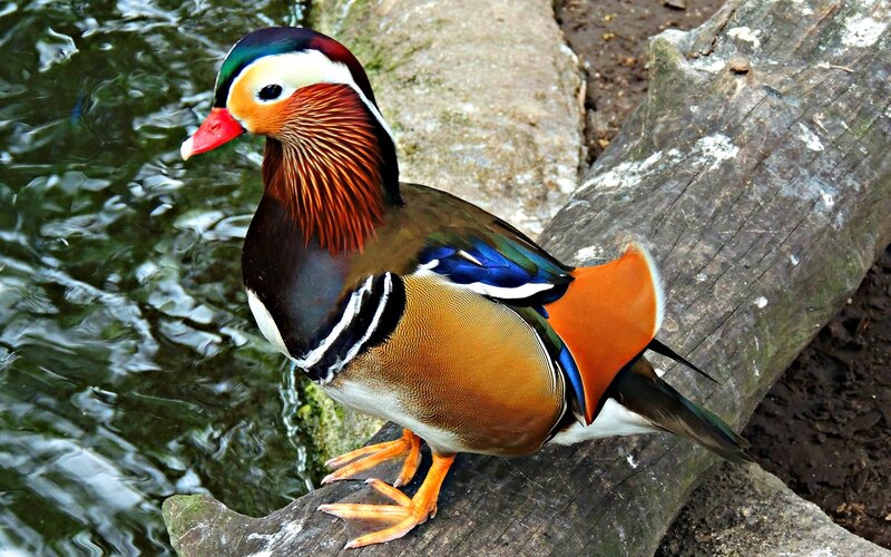 Mandarin Duck — Brown, Calm, Afternoon