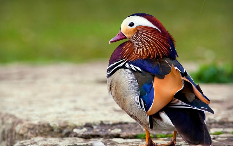 Mandarin Duck — Brown, Calm, Photograph