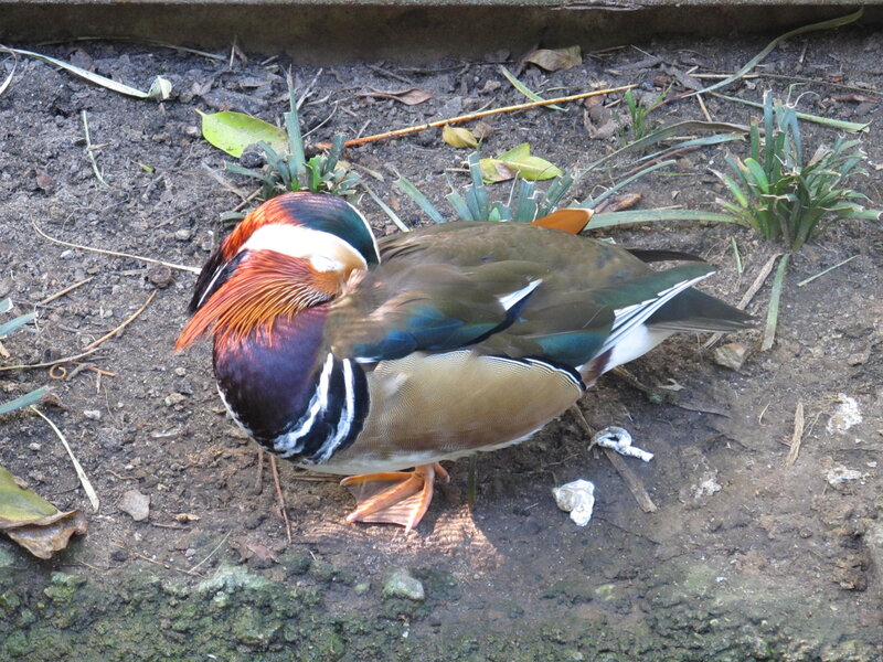 Mandarin Duck — Brown, Calm