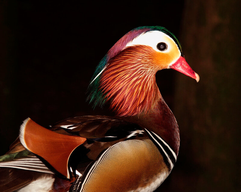 Mandarin Duck — Brown