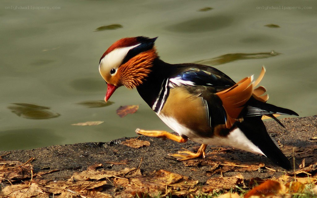 Mandarin duck by the water