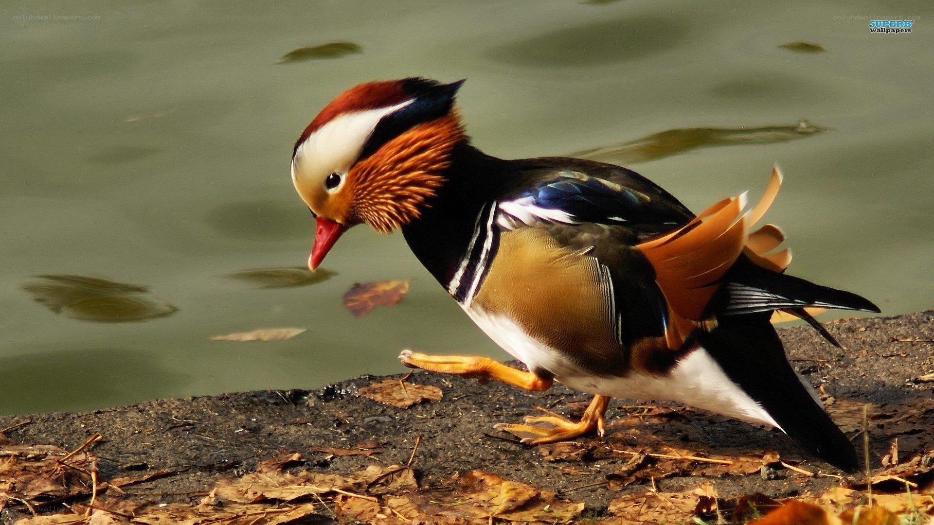 Mandarin duck by the water