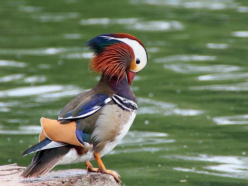 Mandarin duck by the water