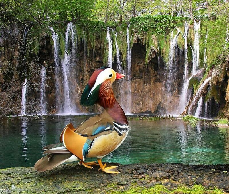 Mandarin duck by waterfalls