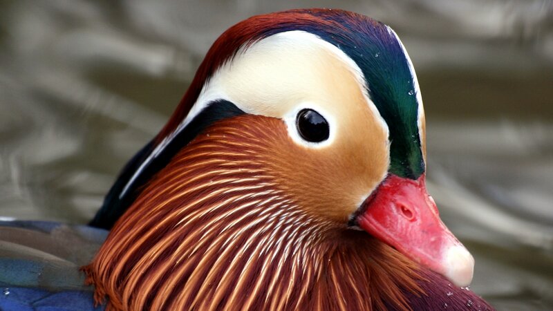 Mandarin Duck Head