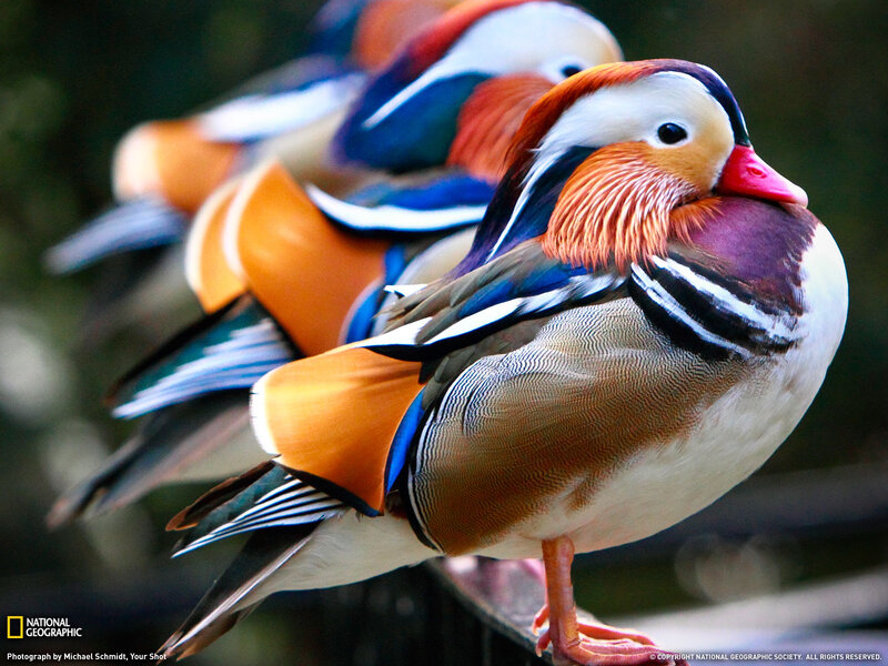 Mandarin duck in focus