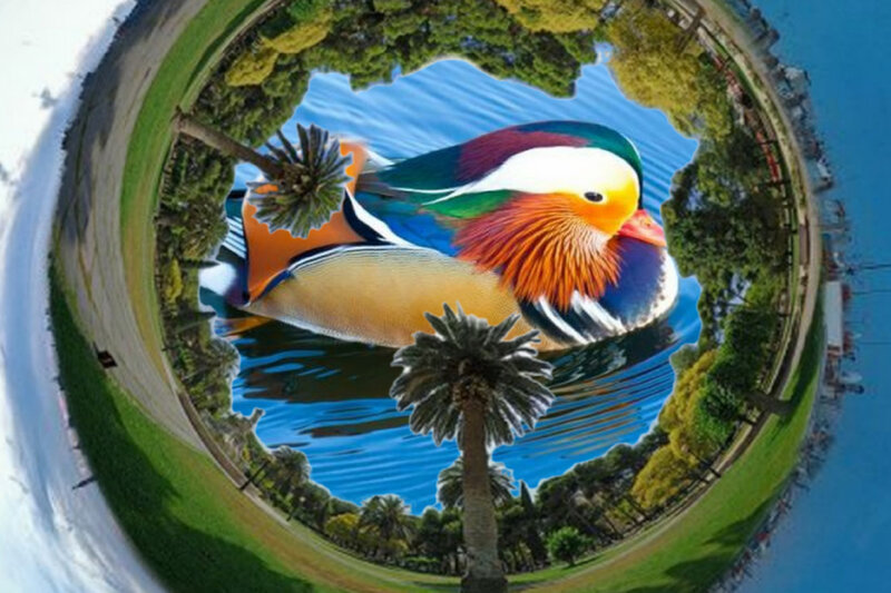 Mandarin Duck in Pond