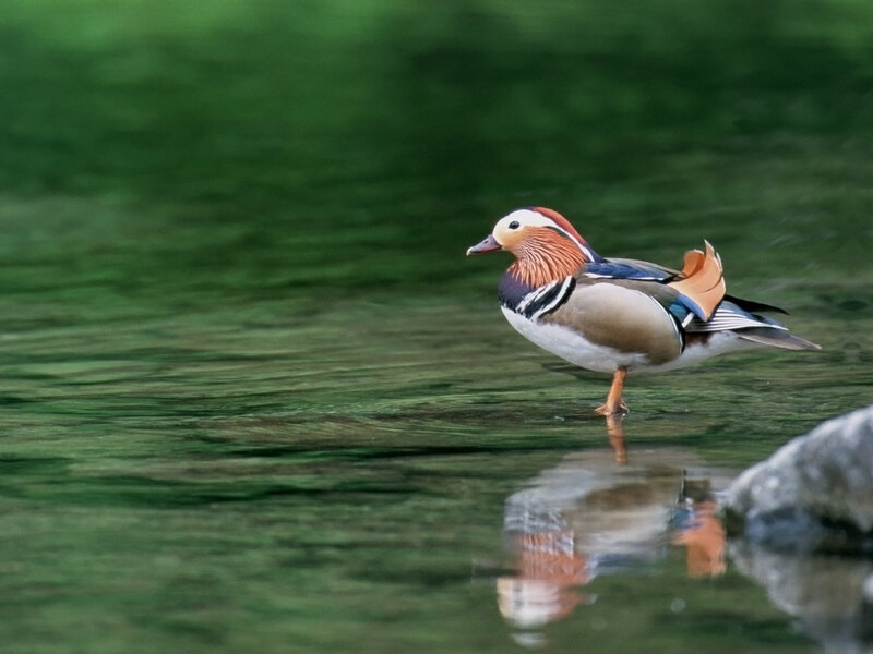 Mandarin duck in shallow water