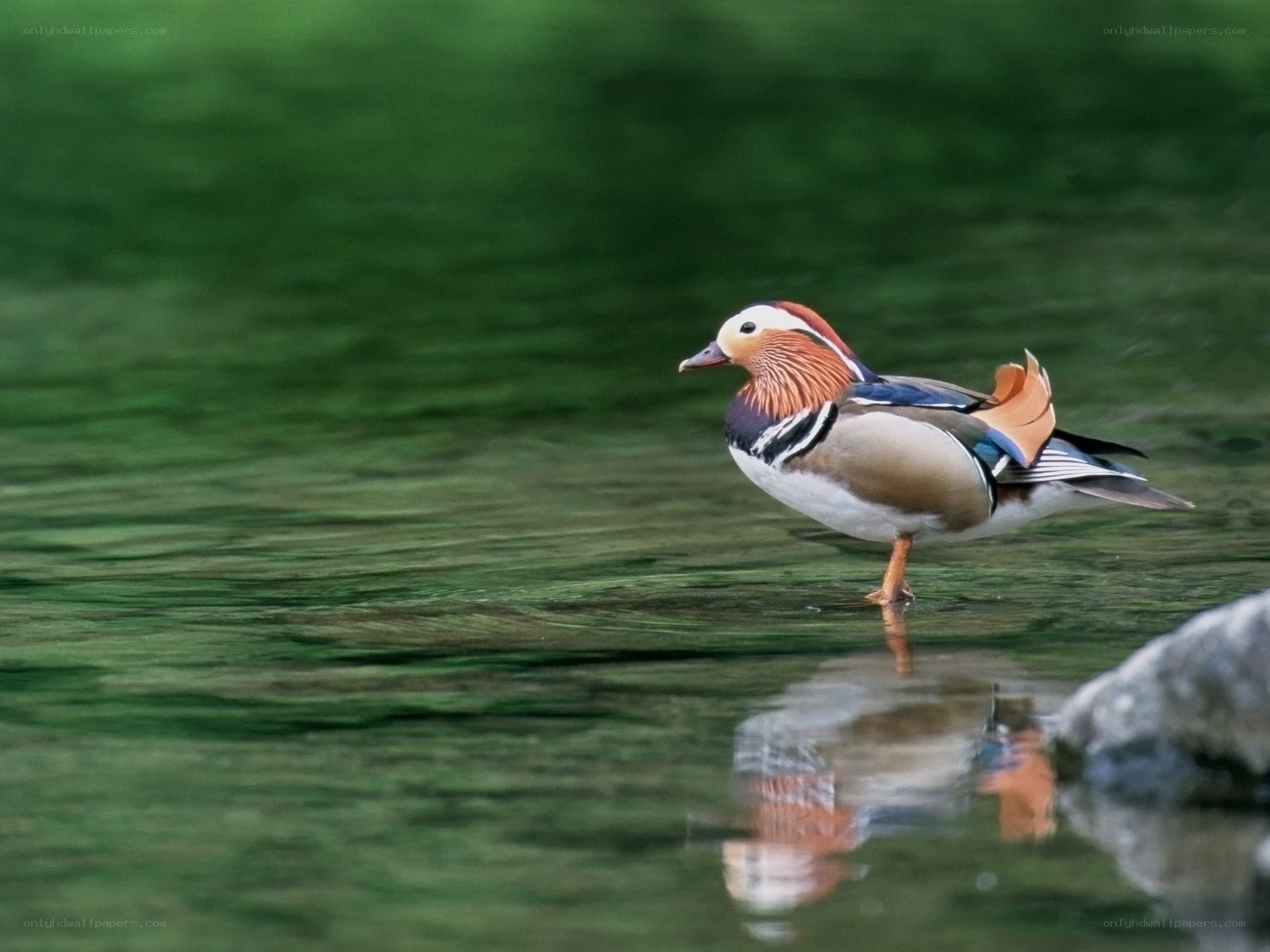 Mandarin duck in shallow water