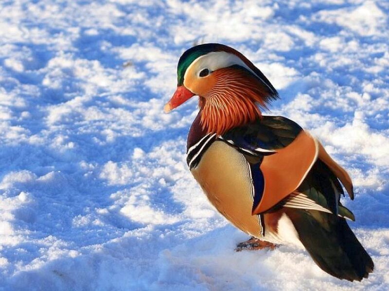 Mandarin Duck in Snow