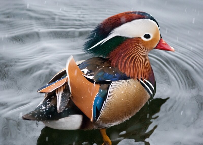 Mandarin Duck in Water — Brown, Calm