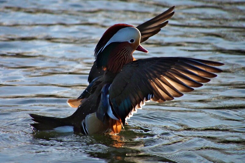 Mandarin Duck in Water — Brown, Dynamic