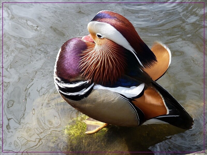 Mandarin Duck in Water — Brown