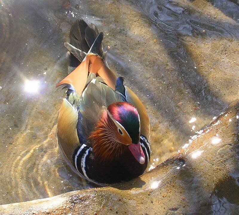 Mandarin Duck in Water — Green, Serene