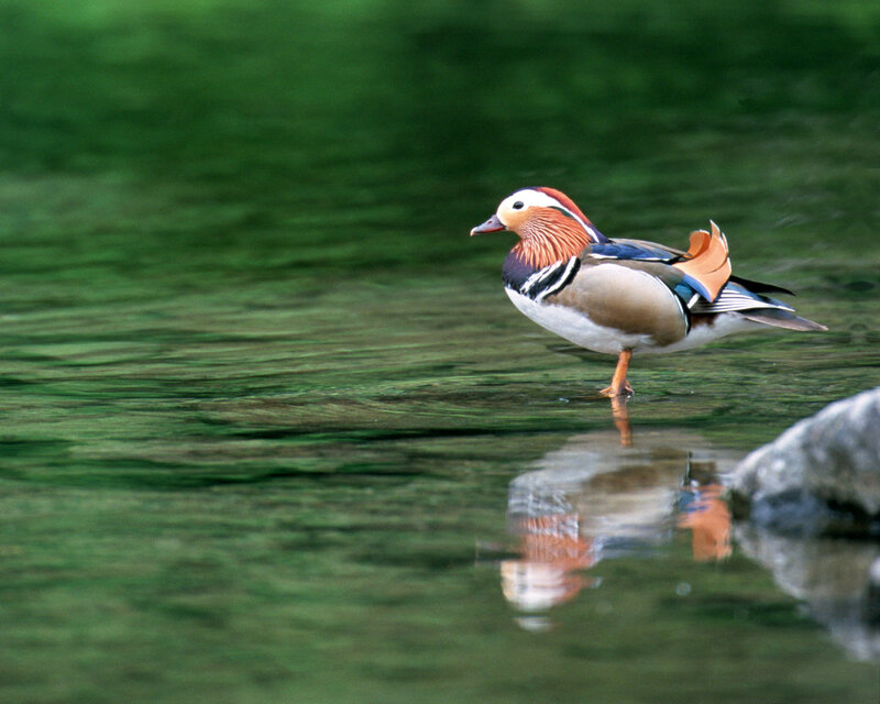 Mandarin Duck in Water — Green