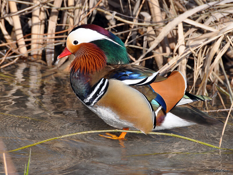 Mandarin Duck in Water