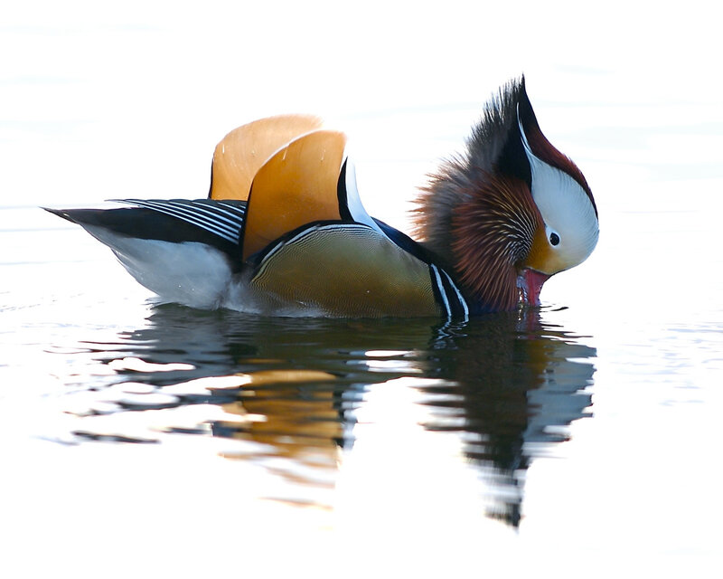 Mandarin Duck in Water — White