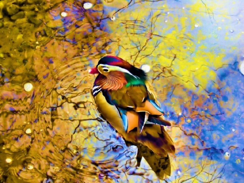 Mandarin Duck in Water — Yellow