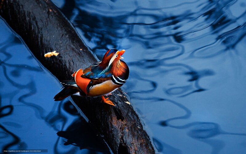 Mandarin duck on a log