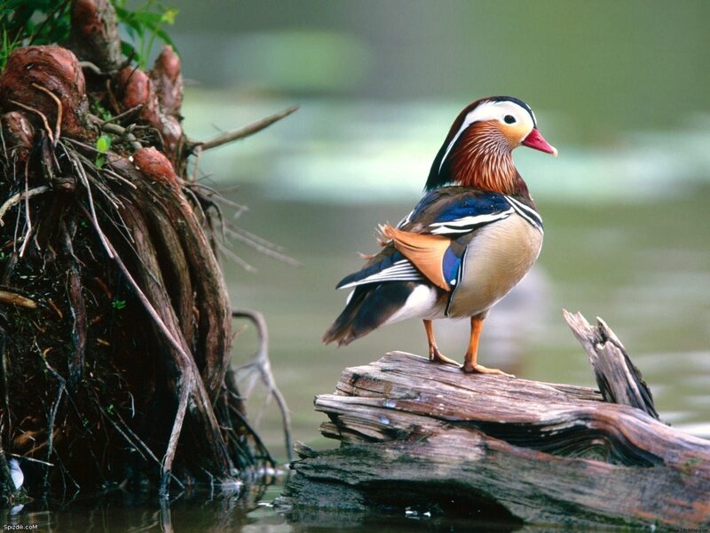 Mandarin duck on a log