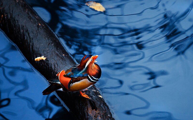 Mandarin duck on a log