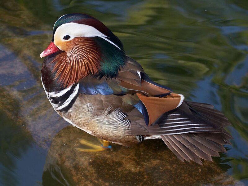 Mandarin duck on a rock