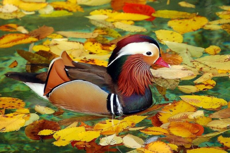 Mandarin duck on autumn leaves