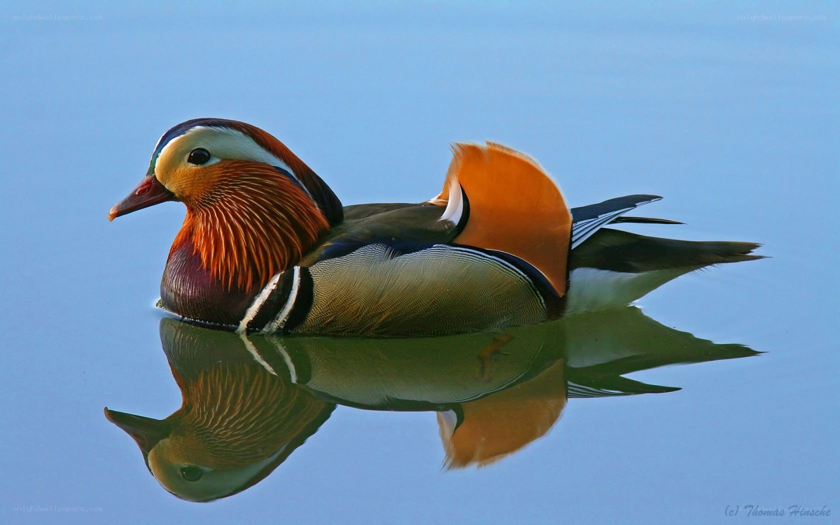 Mandarin duck on calm water