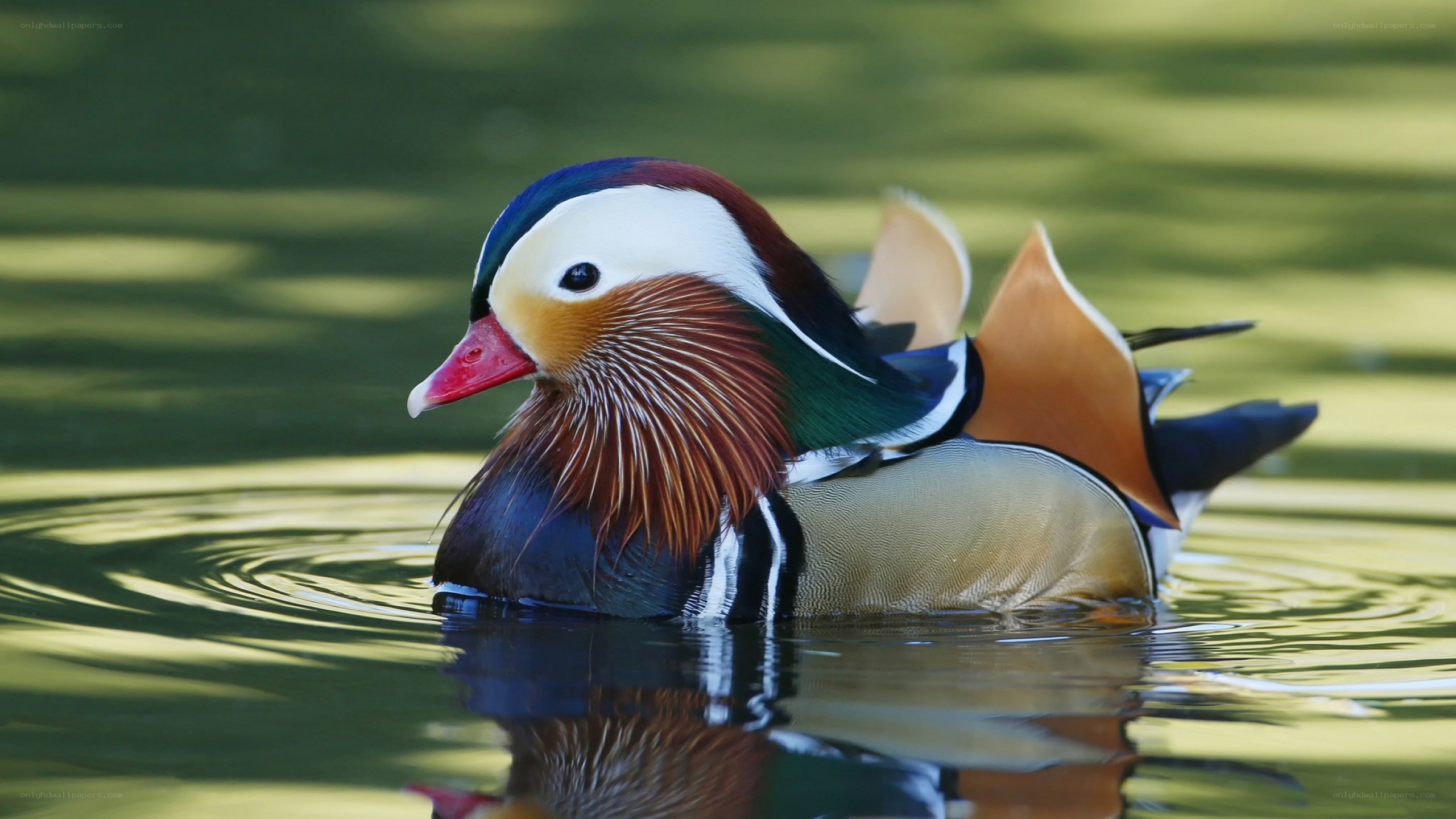 Mandarin duck on calm water