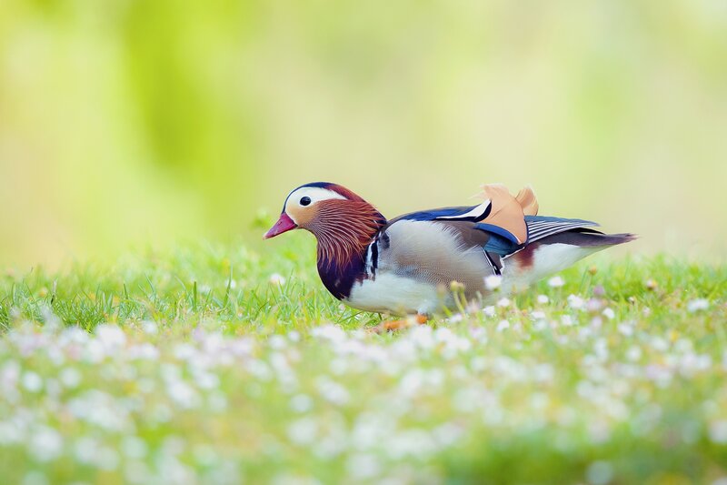 Mandarin Duck on Grass — Green