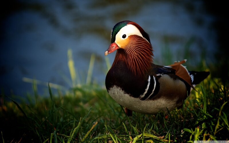 Mandarin Duck on Grass