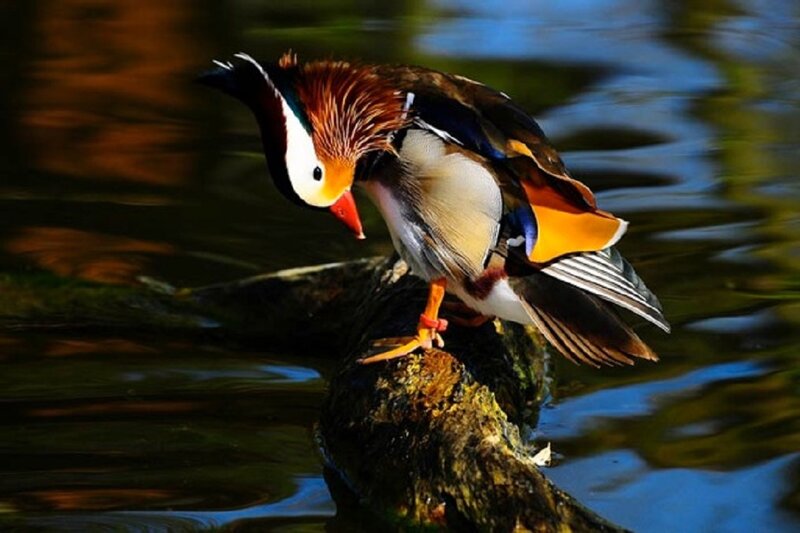 Mandarin Duck on Log — Brown, Calm