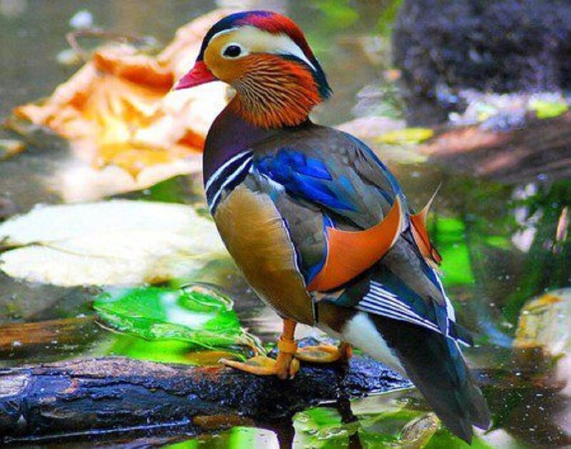 Mandarin Duck on Log — Brown