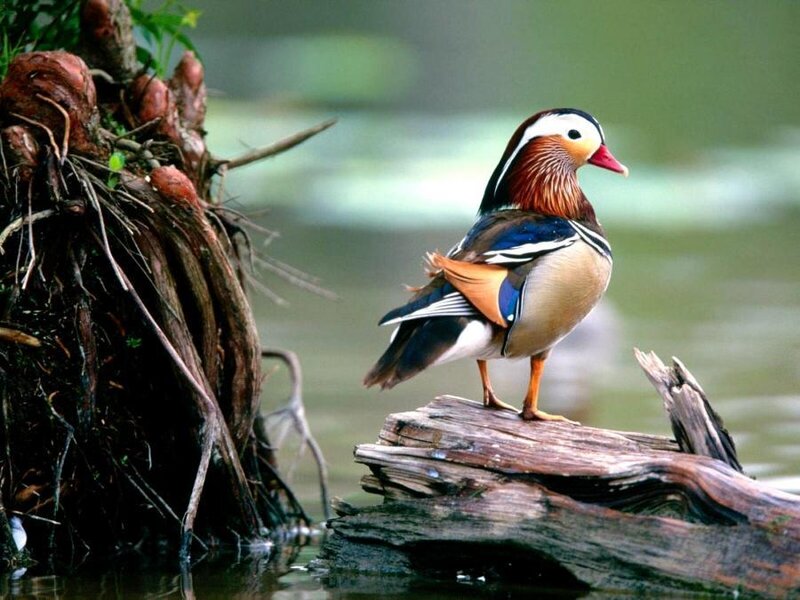 Mandarin Duck on Log