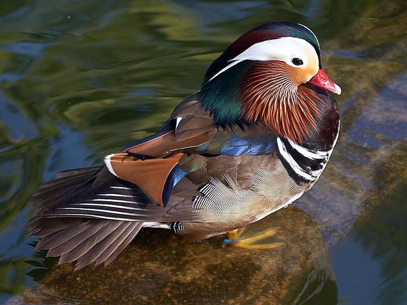 Mandarin Duck on Rock — Brown