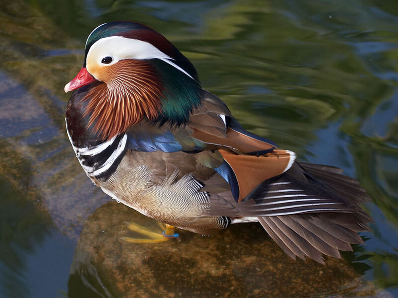 Mandarin Duck on Rock