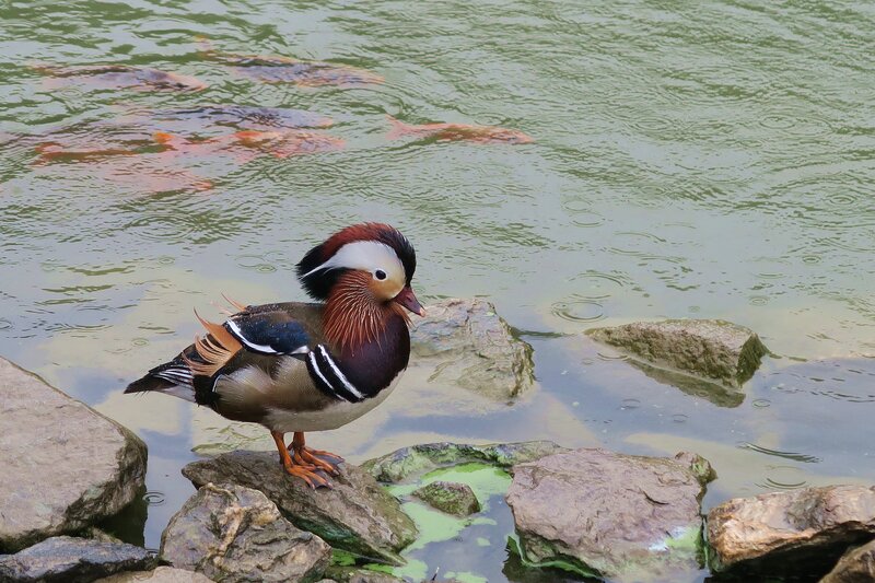 Mandarin Duck on Rocks