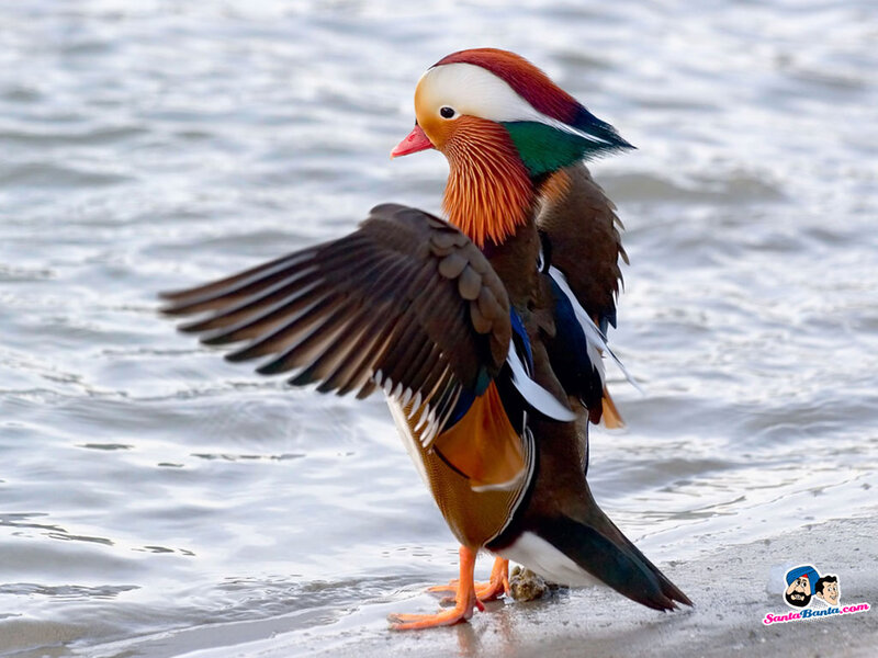 Mandarin Duck on Shore — Brown, Calm, Photograph