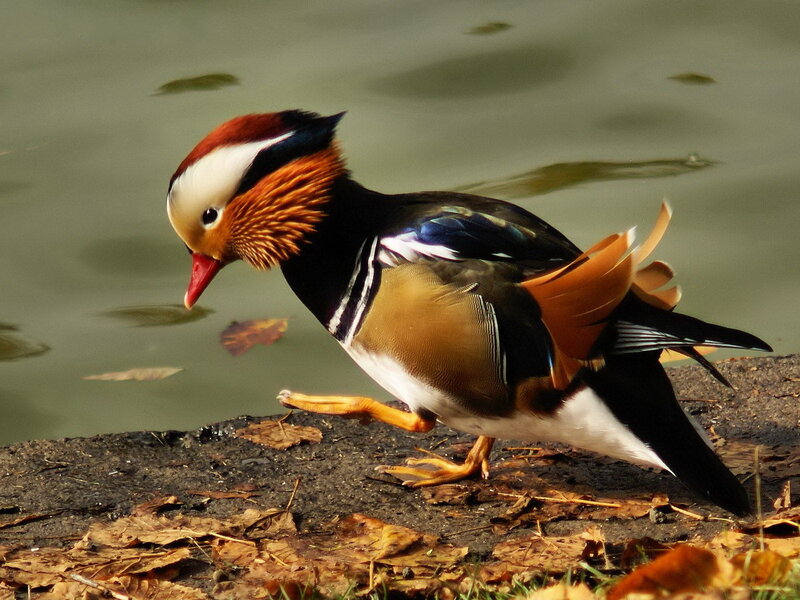 Mandarin Duck on Shore — Brown