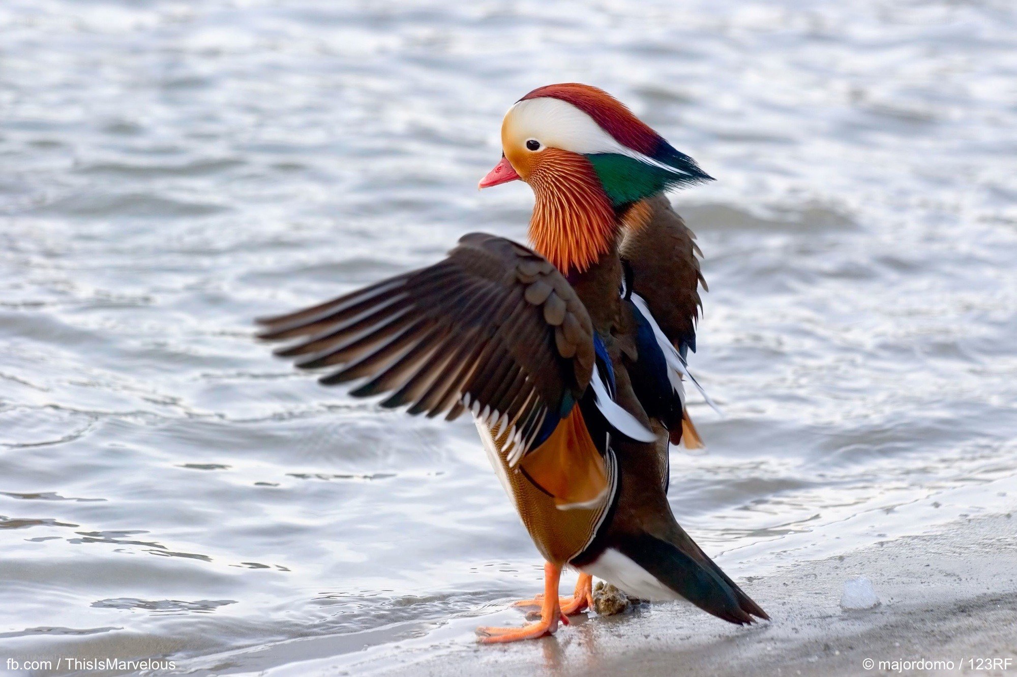 Mandarin duck on shore