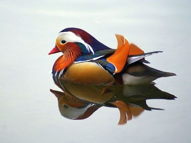 Mandarin Duck on Water — Orange