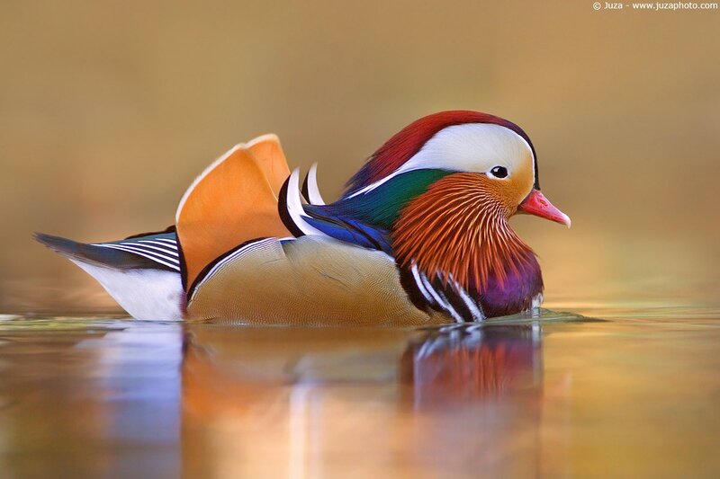 Mandarin duck on water