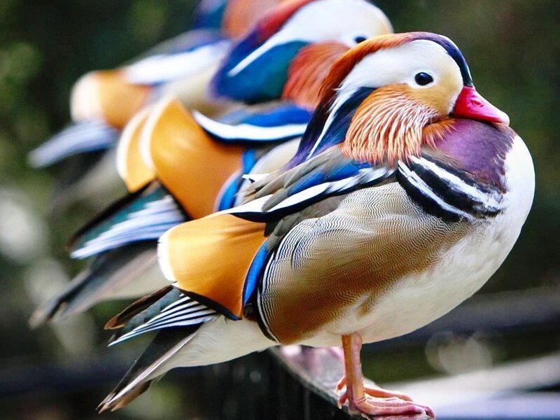 Mandarin Duck — Orange