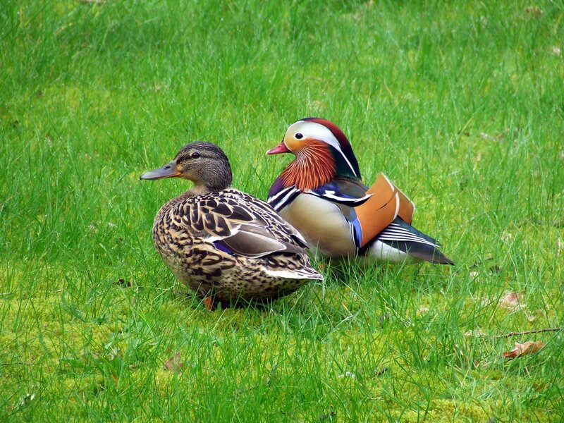 Mandarin Duck Pair