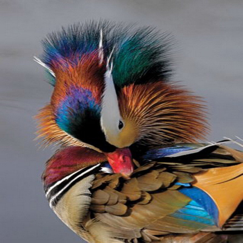 Mandarin Duck Preening — Blue