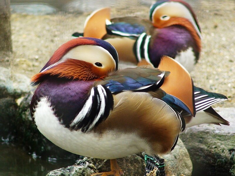 Mandarin Duck — Purple