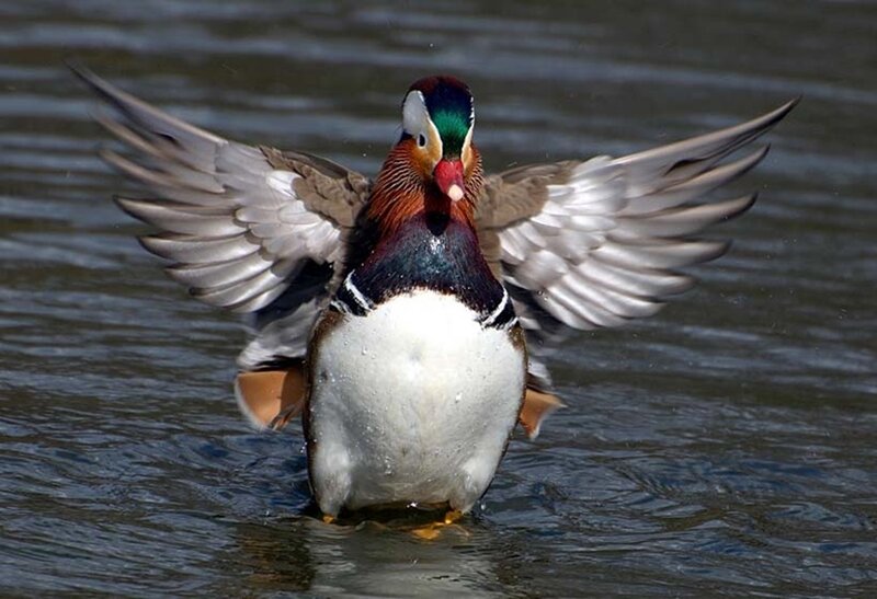 Mandarin duck spreading wings