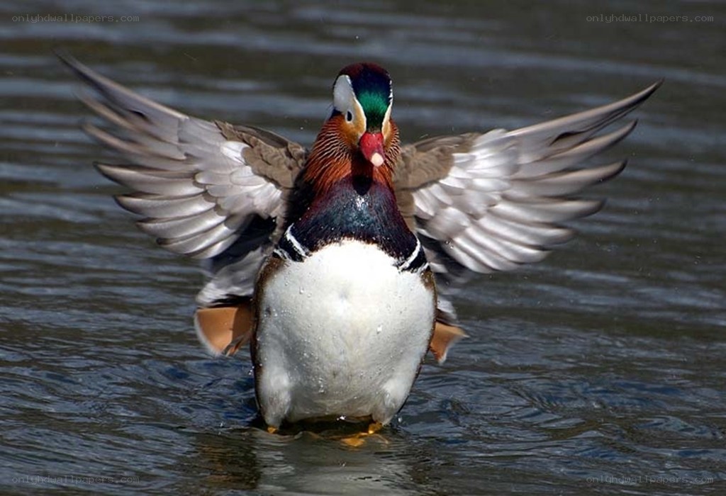 Mandarin duck spreading wings